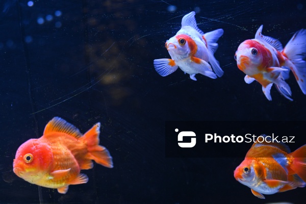 Akvariumları bəzəyən dekorativ balıqlar