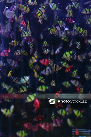 Akvariumları bəzəyən dekorativ balıqlar