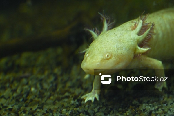 Akvariumları bəzəyən dekorativ balıqlar