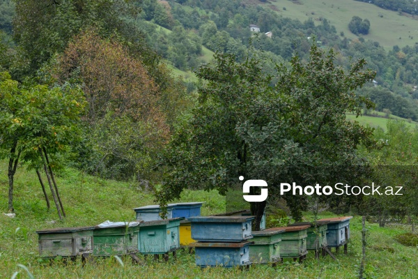 Astaranın Sım kəndinə təşkil olunan mediatur
