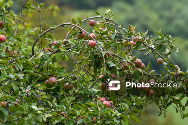 Astaranın Sım kəndinə təşkil olunan mediatur