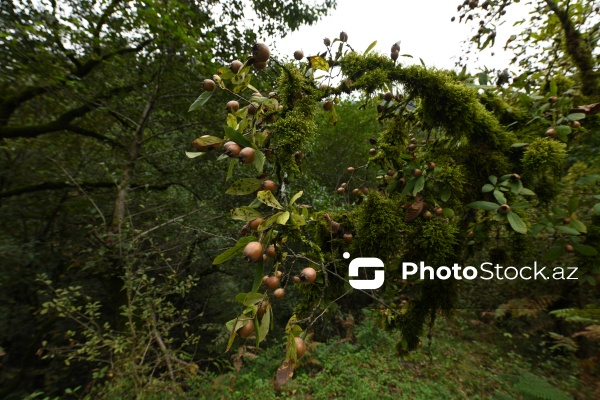 Astaranın Sım kəndinə təşkil olunan mediatur