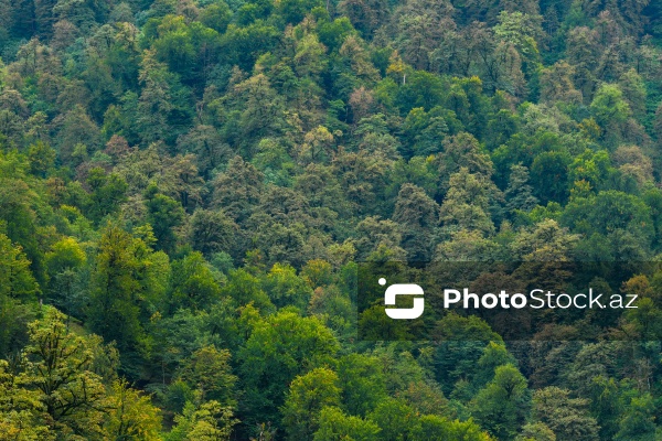 Astaranın Sım kəndinə təşkil olunan mediatur