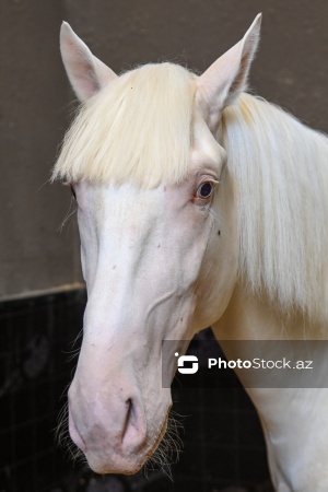 Xəzər rayonunda yerləşən Binə Atçılıq Mərkəzi