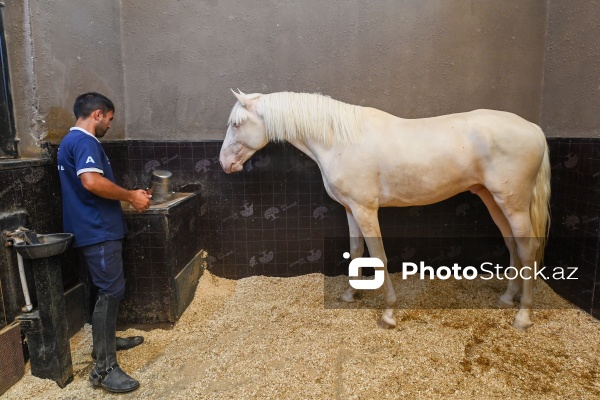 Xəzər rayonunda yerləşən Binə Atçılıq Mərkəzi