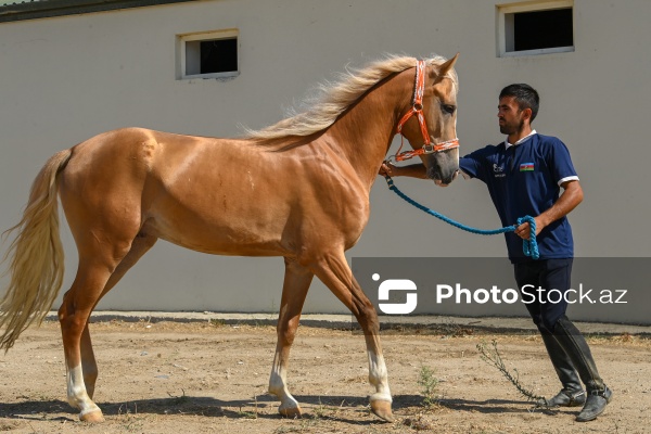 Xəzər rayonunda yerləşən Binə Atçılıq Mərkəzi