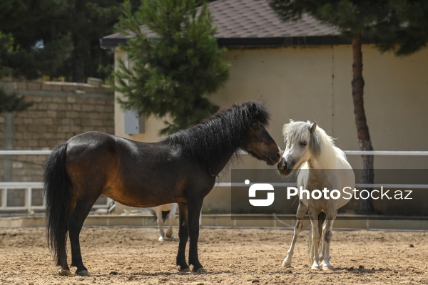 Xəzər rayonunda yerləşən Binə Atçılıq Mərkəzi