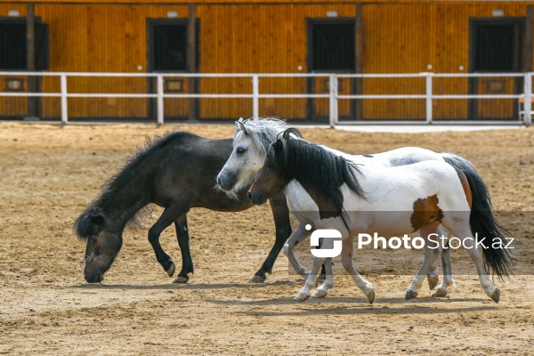 Xəzər rayonunda yerləşən Binə Atçılıq Mərkəzi