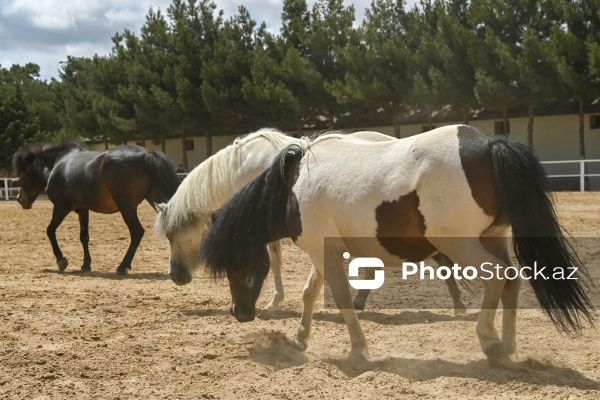 Xəzər rayonunda yerləşən Binə Atçılıq Mərkəzi