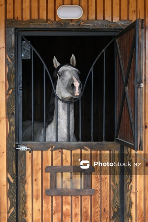 Xəzər rayonunda yerləşən Binə Atçılıq Mərkəzi