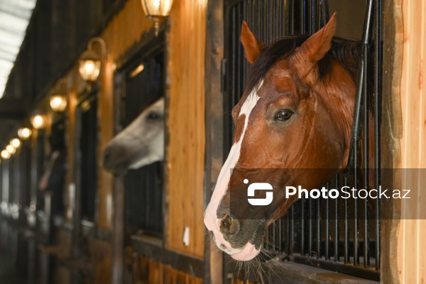 Xəzər rayonunda yerləşən Binə Atçılıq Mərkəzi