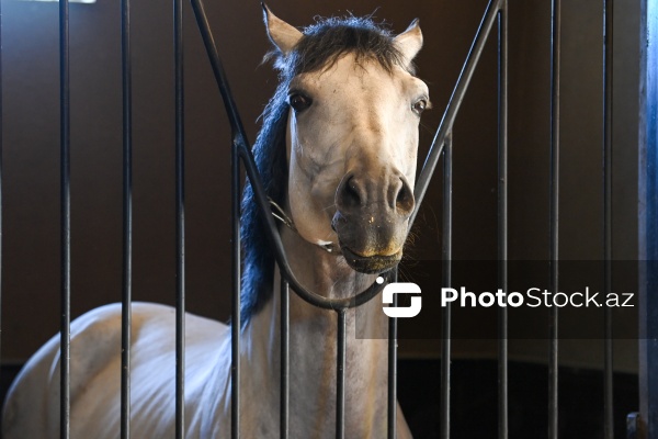 Xəzər rayonunda yerləşən Binə Atçılıq Mərkəzi