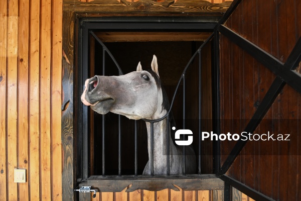 Xəzər rayonunda yerləşən Binə Atçılıq Mərkəzi