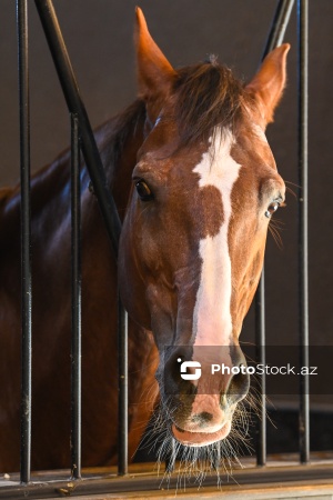 Xəzər rayonunda yerləşən Binə Atçılıq Mərkəzi