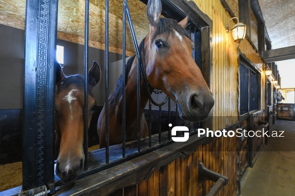 Xəzər rayonunda yerləşən Binə Atçılıq Mərkəzi
