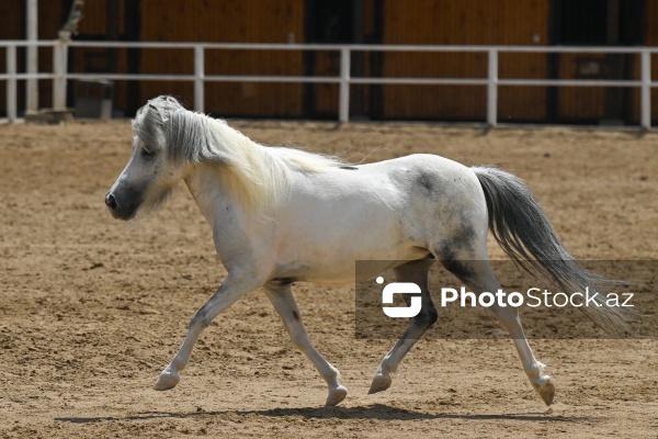 Xəzər rayonunda yerləşən Binə Atçılıq Mərkəzi