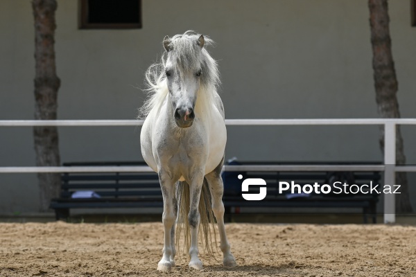 Xəzər rayonunda yerləşən Binə Atçılıq Mərkəzi