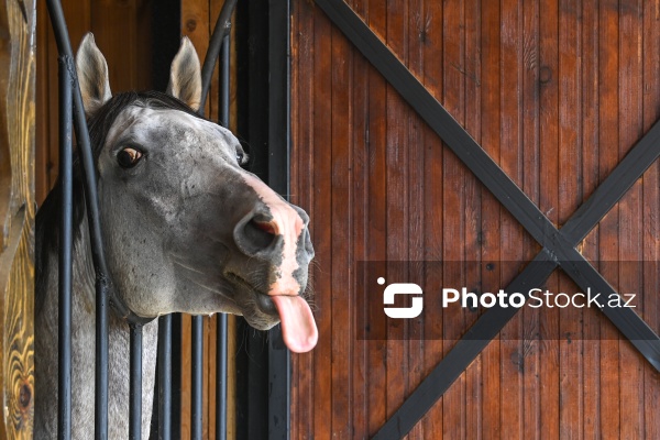 Xəzər rayonunda yerləşən Binə Atçılıq Mərkəzi