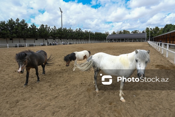 Xəzər rayonunda yerləşən Binə Atçılıq Mərkəzi