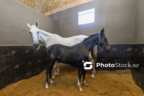 Xəzər rayonunda yerləşən Binə Atçılıq Mərkəzi