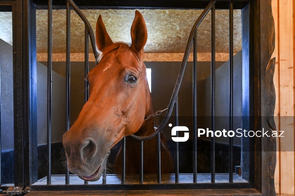 Xəzər rayonunda yerləşən Binə Atçılıq Mərkəzi