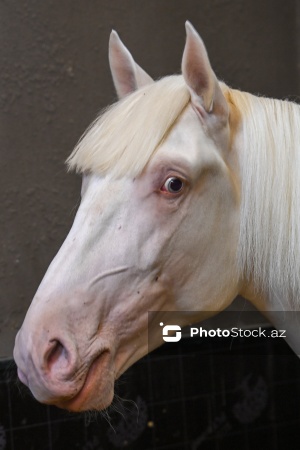 Xəzər rayonunda yerləşən Binə Atçılıq Mərkəzi