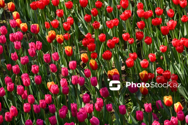 Bakı Bulvarında dağlaləsi mövsümü