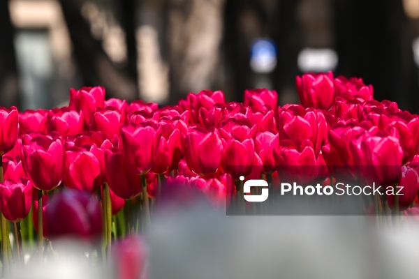 Bakı Bulvarında dağlaləsi mövsümü