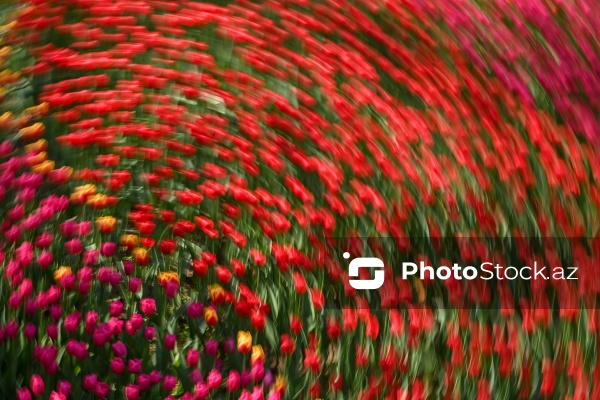 Bakı Bulvarında dağlaləsi mövsümü