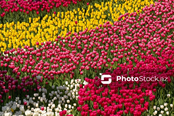 Bakı Bulvarında dağlaləsi mövsümü