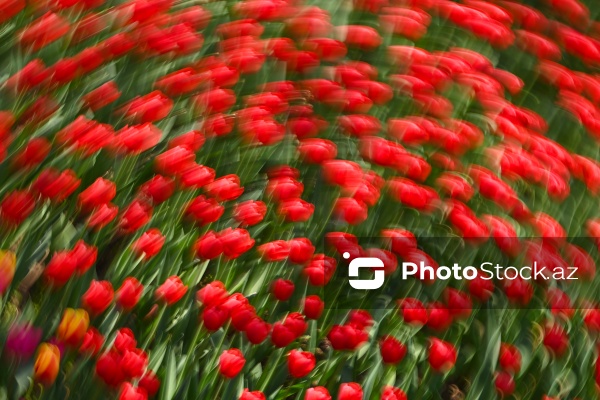 Bakı Bulvarında dağlaləsi mövsümü