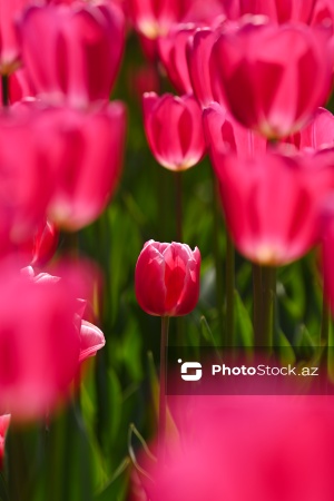 Bakı Bulvarında dağlaləsi mövsümü