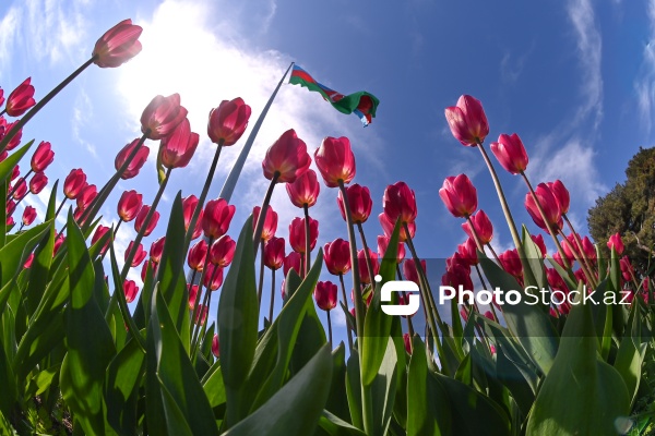 Bakı Bulvarında dağlaləsi mövsümü
