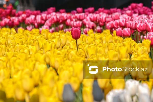 Bakı Bulvarında dağlaləsi mövsümü