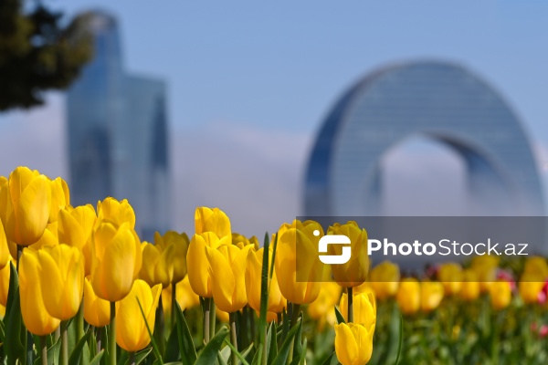 Bakı Bulvarında dağlaləsi mövsümü