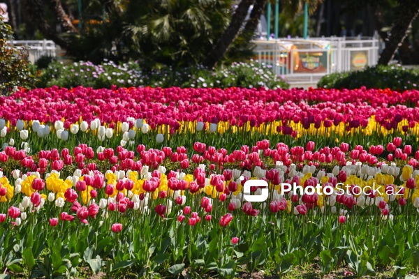 Bakı Bulvarında dağlaləsi mövsümü