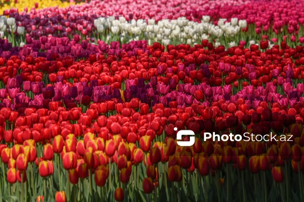 Bakı Bulvarında dağlaləsi mövsümü