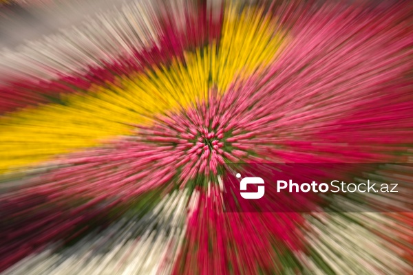 Bakı Bulvarında dağlaləsi mövsümü