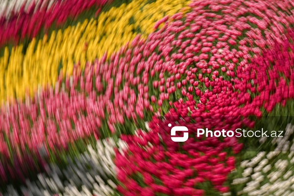 Bakı Bulvarında dağlaləsi mövsümü