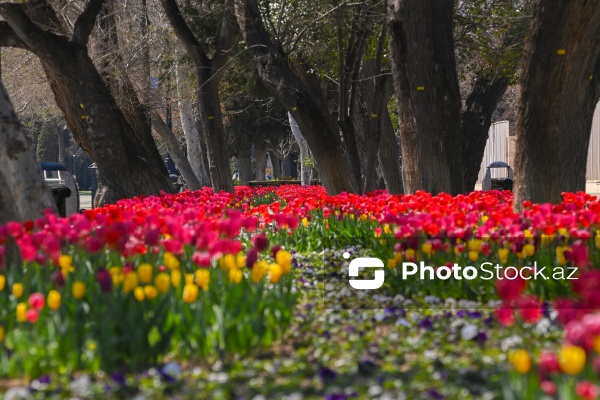 Bakı Bulvarında dağlaləsi mövsümü