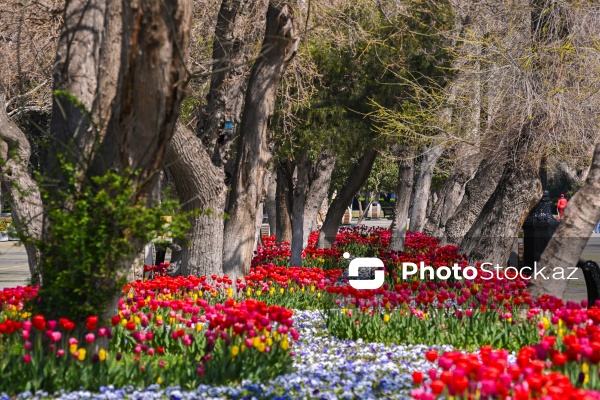 Bakı Bulvarında dağlaləsi mövsümü