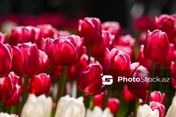 Bakı Bulvarında dağlaləsi mövsümü