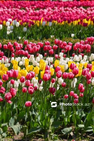 Bakı Bulvarında dağlaləsi mövsümü