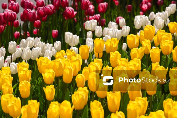 Bakı Bulvarında dağlaləsi mövsümü