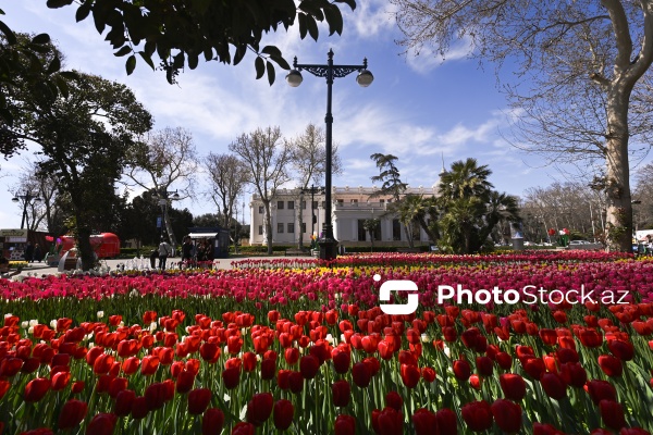 Bakı Bulvarında dağlaləsi mövsümü
