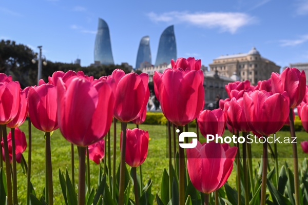 Bakı Bulvarında dağlaləsi mövsümü