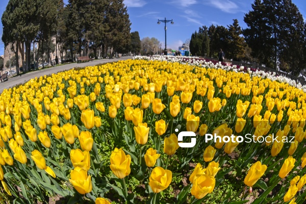 Bakı Bulvarında dağlaləsi mövsümü