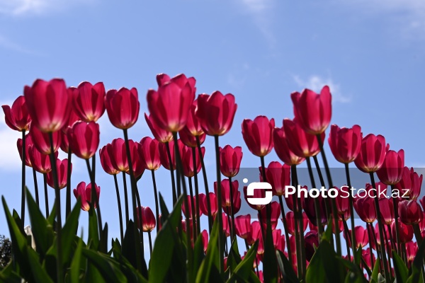 Bakı Bulvarında dağlaləsi mövsümü