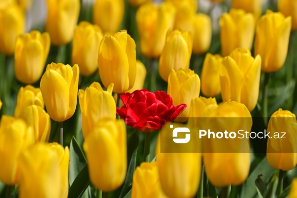 Bakı Bulvarında dağlaləsi mövsümü