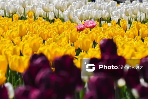 Bakı Bulvarında dağlaləsi mövsümü